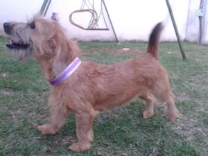 Cachorro raça pequinês com dachshund idade 7 a 11 meses nome LAILA