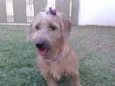 LAILA