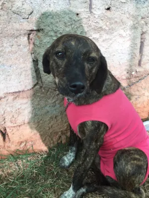Cachorro raça Srd idade  nome Bela