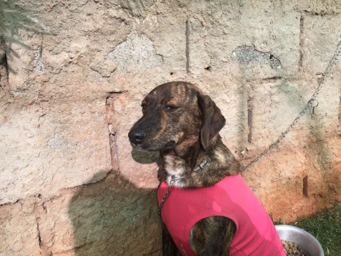 Cachorro ra a Srd idade  nome Bela