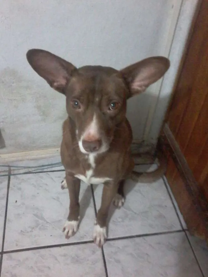 Cachorro ra a Vira lata idade 4 anos nome Caio