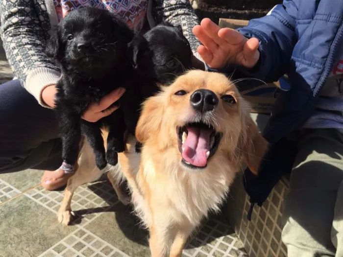 Cachorro ra a Não definida idade 4 anos nome Rose