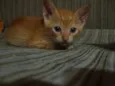 gato - vira lata