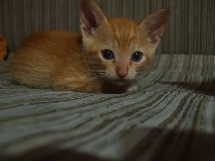 Gato ra a  idade 2 a 6 meses nome gato - vira lata