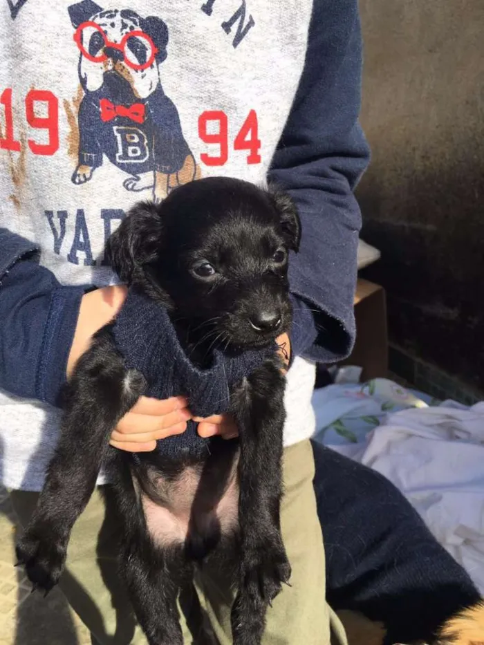 Cachorro ra a Não definida idade 2 a 6 meses nome Jack