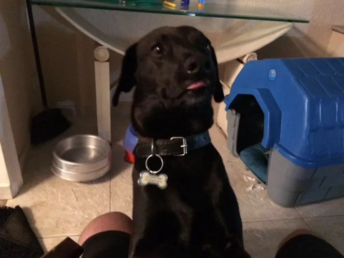 Cachorro raça Vira Lata idade 3 anos nome Nick