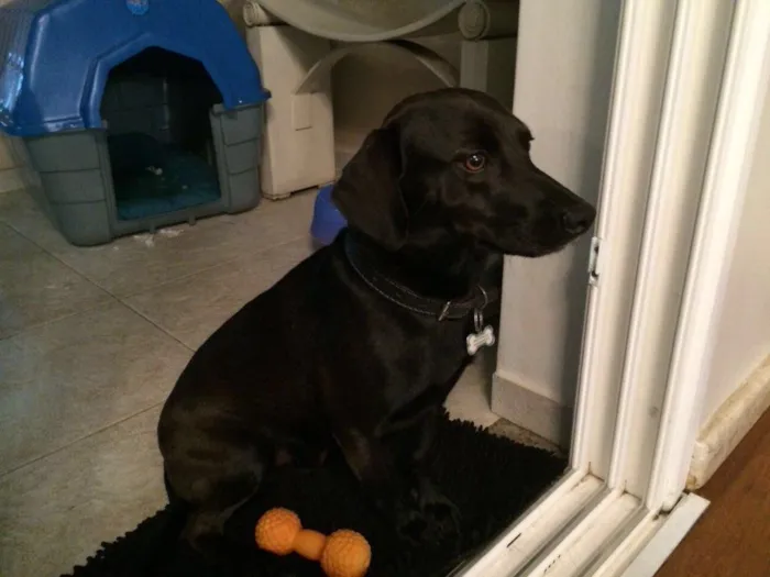 Cachorro raça Vira Lata idade 3 anos nome Nick