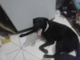 Pescoço