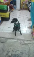 Pescoço