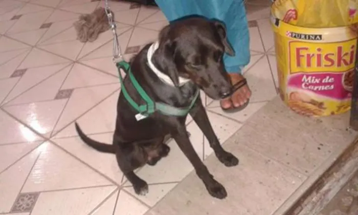Cachorro ra a SRD idade 7 a 11 meses nome Pescoço