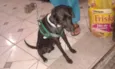 Pescoço