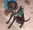 Pescoço