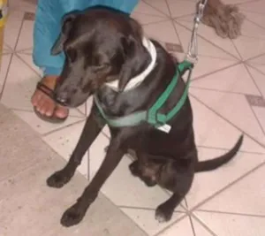 Cachorro raça SRD idade 7 a 11 meses nome Pescoço
