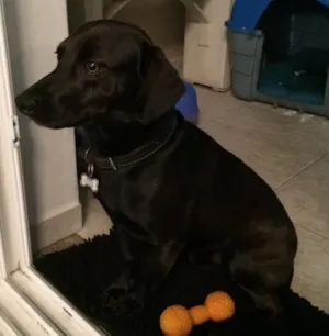 Cachorro raça Vira Lata idade 3 anos nome Nick