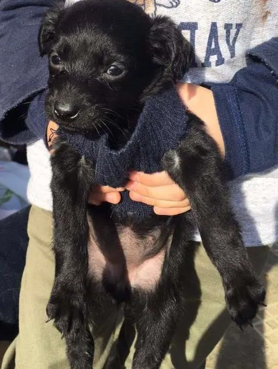 Cachorro ra a Não definida idade 2 a 6 meses nome Jack