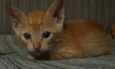 gato - vira lata