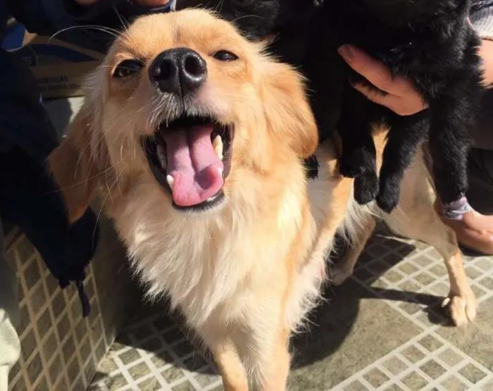 Cachorro ra a Não definida idade 4 anos nome Rose