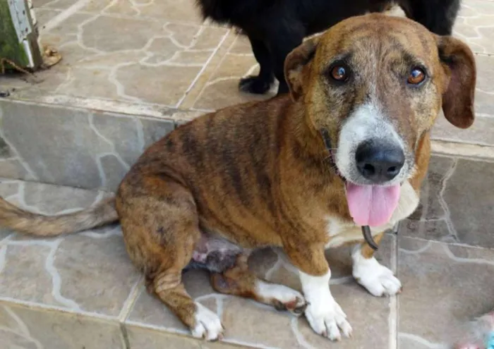 Cachorro ra a SRD idade 5 anos nome Snoopy