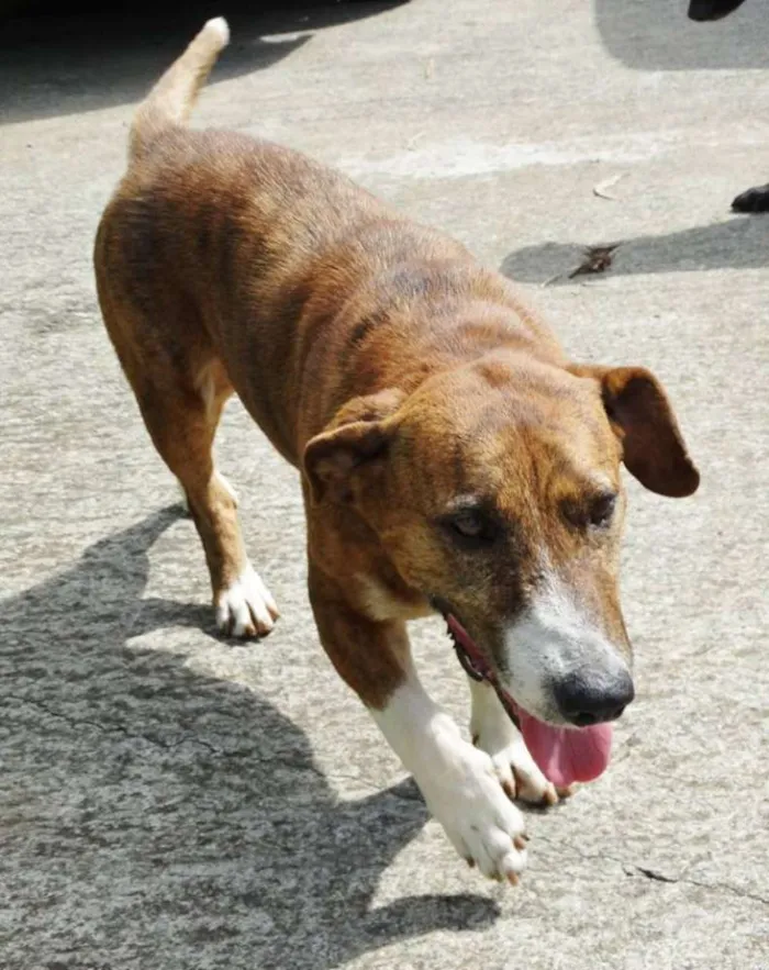 Cachorro ra a SRD idade 5 anos nome Snoopy