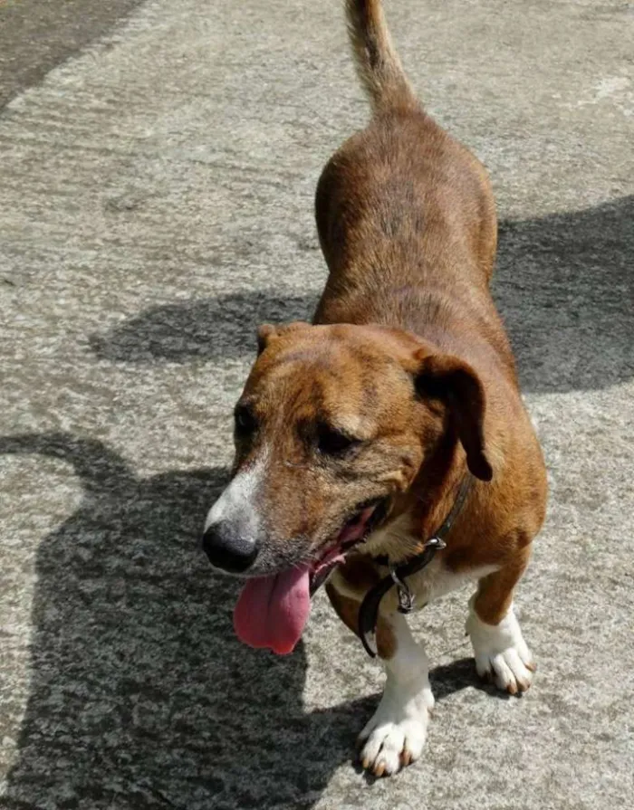Cachorro ra a SRD idade 5 anos nome Snoopy