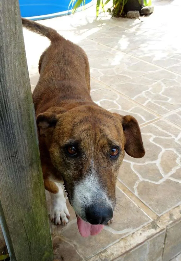 Cachorro ra a SRD idade 5 anos nome Snoopy