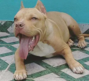 Cachorro raça American Bully idade 7 a 11 meses nome THOR