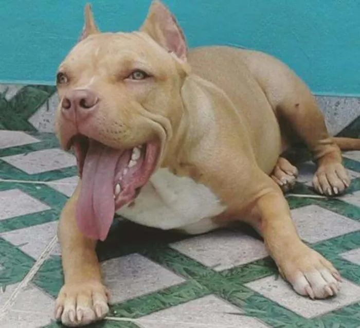 Cachorro ra a American Bully idade 7 a 11 meses nome THOR