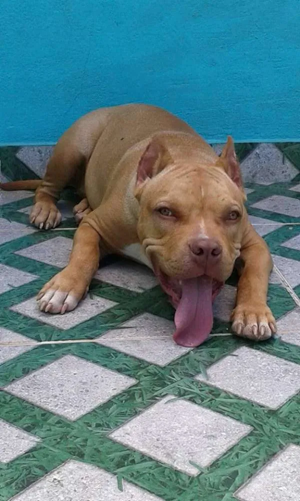 Cachorro ra a American Bully idade 7 a 11 meses nome THOR