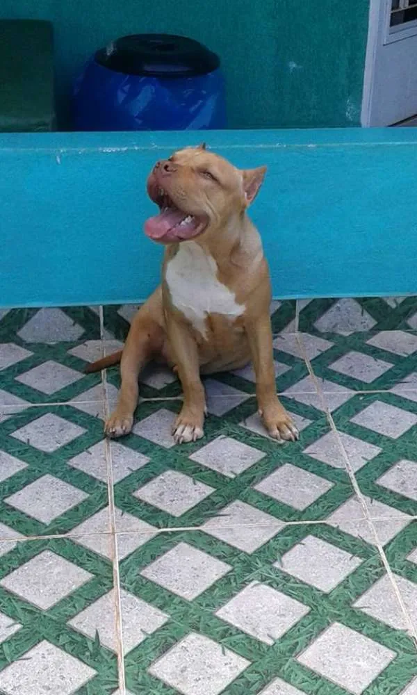 Cachorro ra a American Bully idade 7 a 11 meses nome THOR