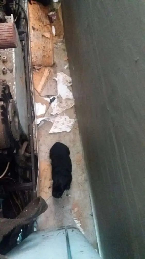 Cachorro ra a Vira lata idade Abaixo de 2 meses nome Não sei