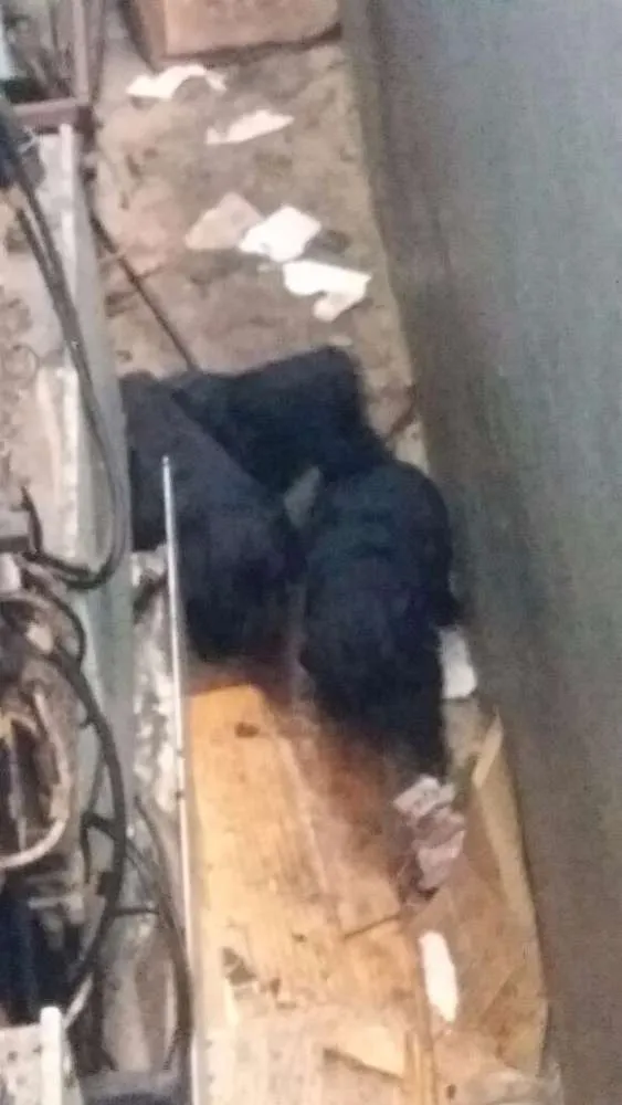 Cachorro ra a Vira lata idade Abaixo de 2 meses nome Não sei