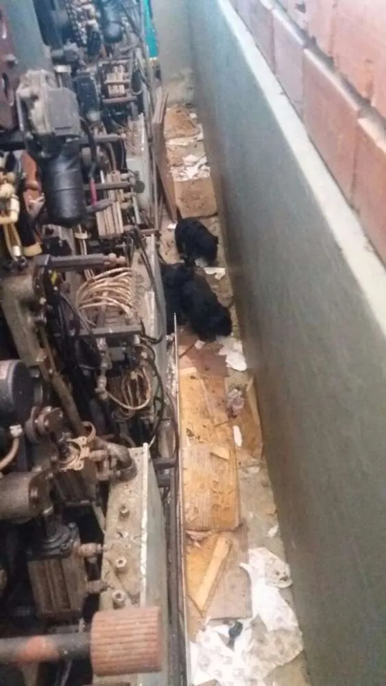 Cachorro ra a Vira lata idade Abaixo de 2 meses nome Não sei