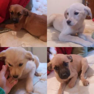 Cachorro raça Vira lata idade 2 a 6 meses nome Sem nomes
