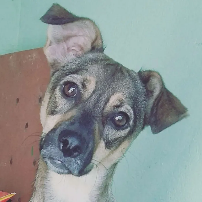 Cachorro ra a Vira-lata idade 1 ano nome Melissa (Mel)