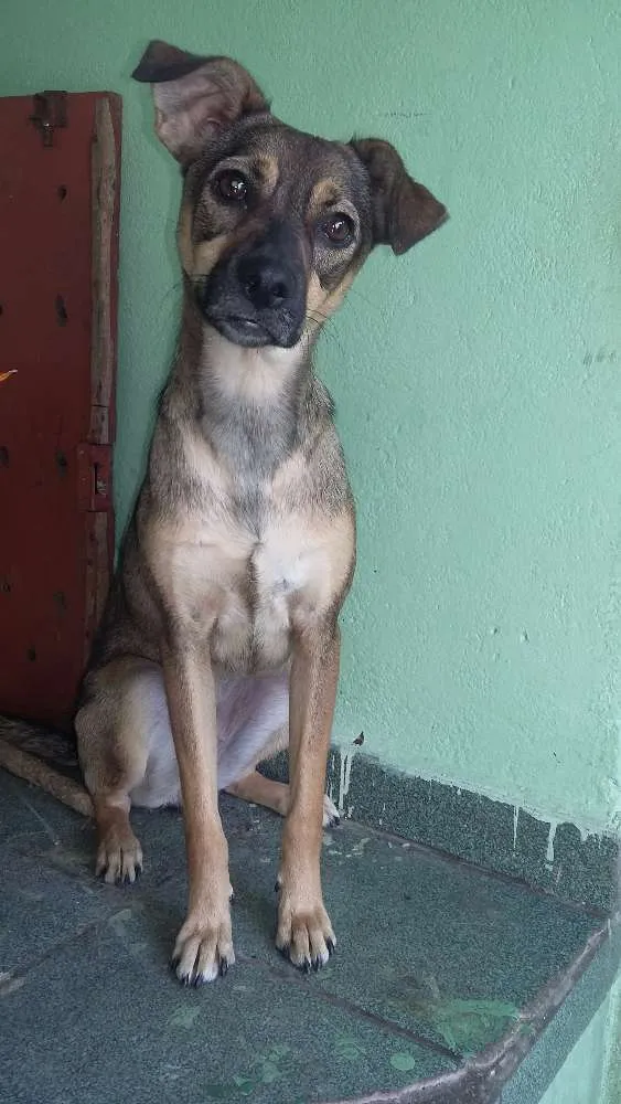 Cachorro ra a Vira-lata idade 1 ano nome Melissa (Mel)