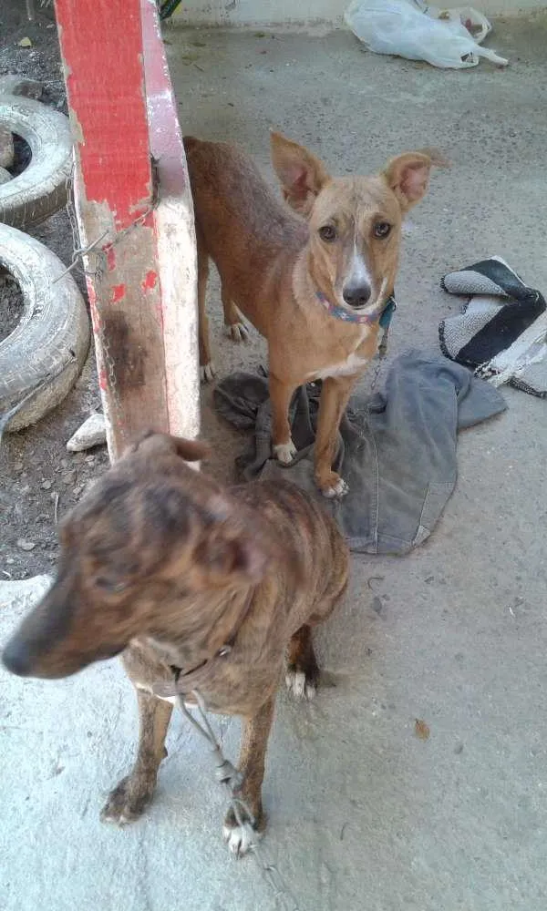 Cachorro raça viralata idade 2 a 6 meses nome pepe e lindinha