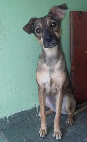 Cachorro raça Vira-lata idade 1 ano nome Melissa (Mel)