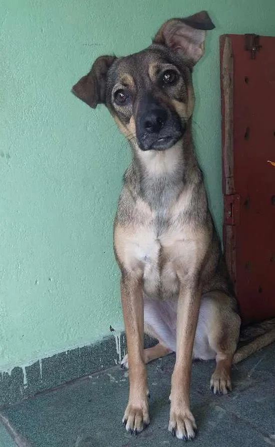 Cachorro ra a Vira-lata idade 1 ano nome Melissa (Mel)