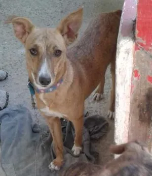 Cachorro raça viralata idade 2 a 6 meses nome pepe e lindinha