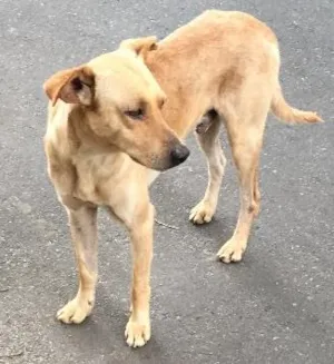 Cachorro raça SRD idade 2 anos nome (Sem nome)