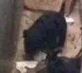 Cachorro ra a Vira lata idade Abaixo de 2 meses nome Não sei