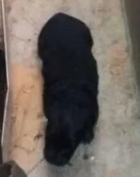 Cachorro ra a Vira lata idade Abaixo de 2 meses nome Não sei