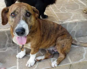 Cachorro raça SRD idade 5 anos nome Snoopy