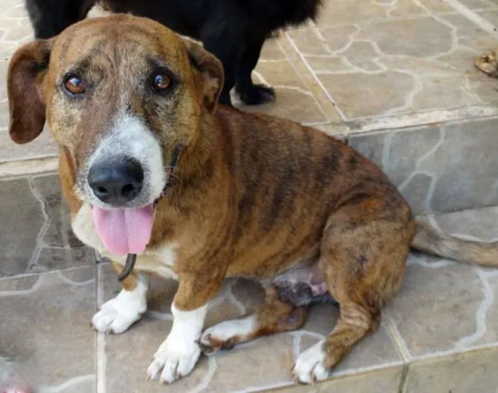 Cachorro ra a SRD idade 5 anos nome Snoopy