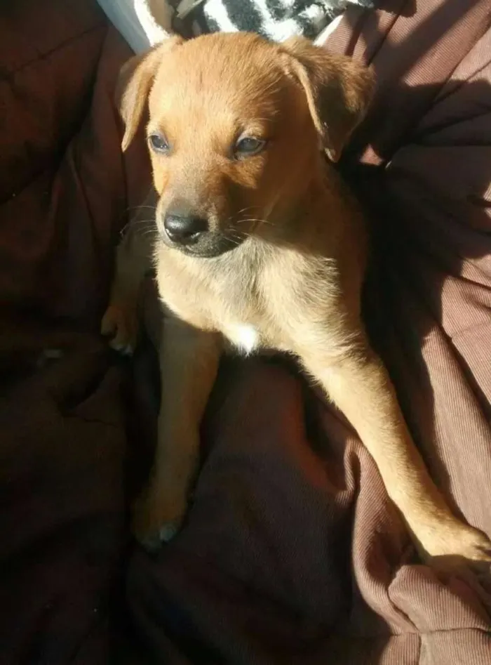 Cachorro ra a  idade 2 a 6 meses nome Bãdi