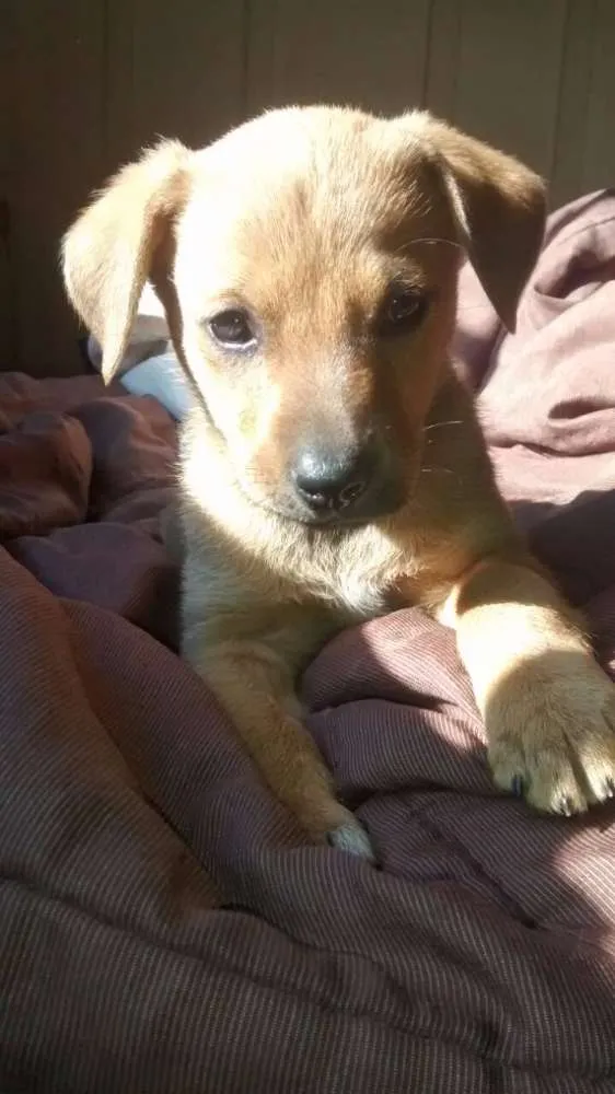 Cachorro ra a  idade 2 a 6 meses nome Bãdi
