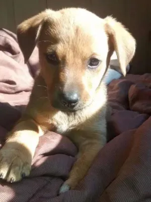 Cachorro raça  idade 2 a 6 meses nome Bãdi