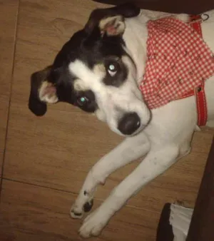 Cachorro raça Srd idade 1 ano nome Dolly