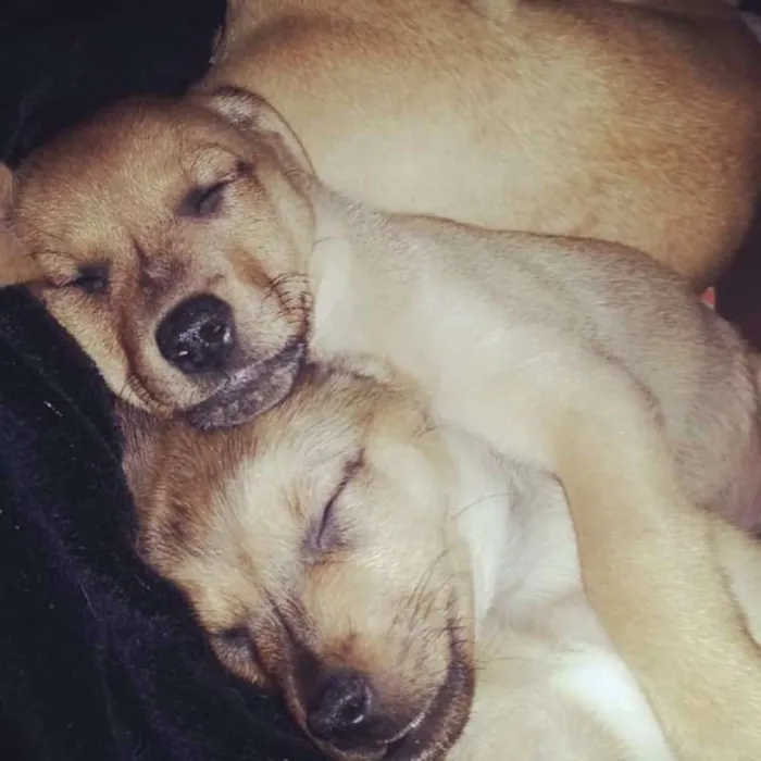 Cachorro ra a  idade Abaixo de 2 meses nome Cadu