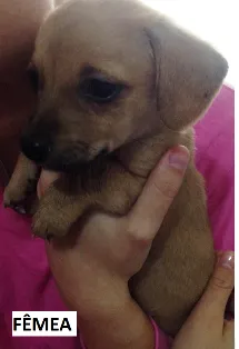 Cachorro raça  idade Abaixo de 2 meses nome Filhotes